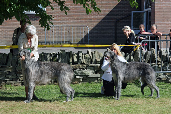 BOB & BOS Deerhound Club Breed Show 2007